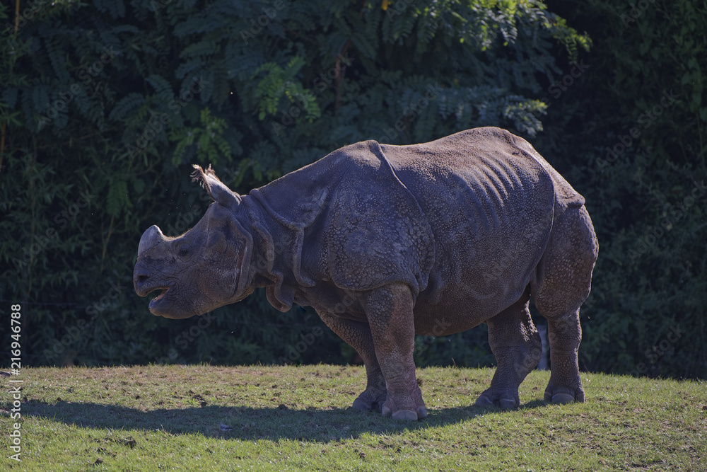Fototapeta premium Rhinocéros au zoo de la flêche
