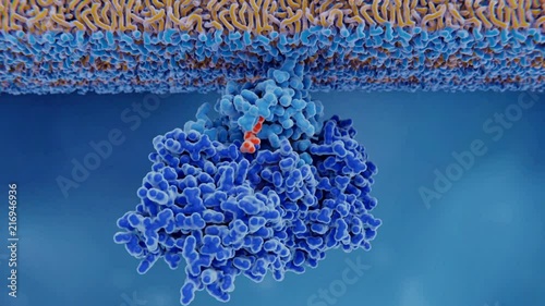 Ras protein activation, animation photo