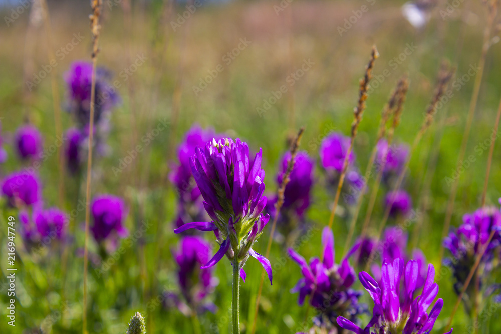 Naklejka premium violet flowers