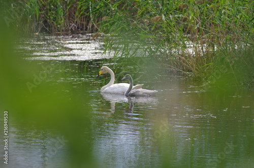 Two swans are enjoying the water
