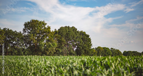 Corn field with trees under blue cloudy sky.