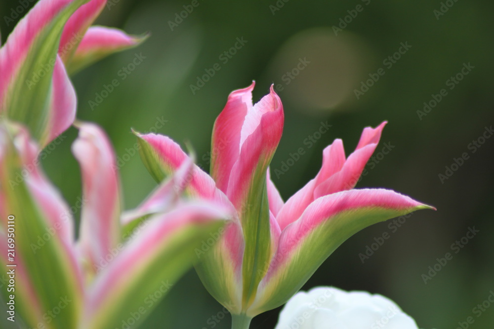 Fototapeta premium Tulpe