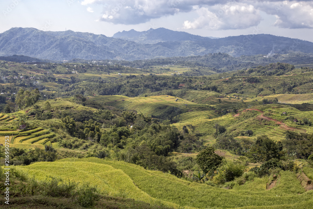 Wide angle of trees and rice at the Golo Cador Rice Terraces in Ruteng on Flores, Indonesia. Wide angle of trees and rice at the Golo Cador Rice Terraces in Ruteng on Flores, Indonesia.