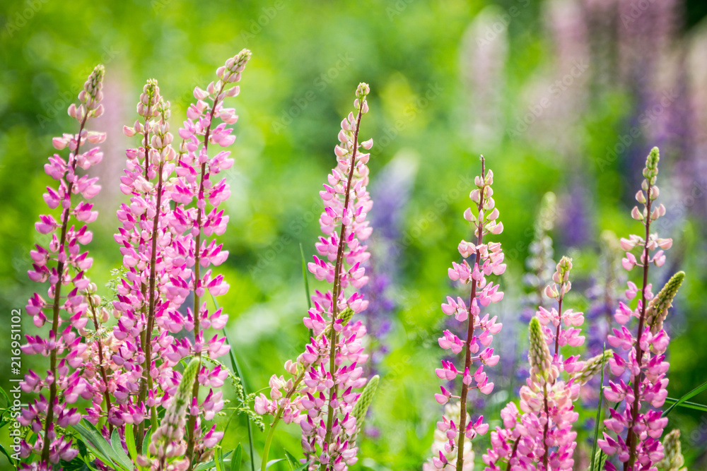 Lupine flowers different colors on the field. Selective focus. Lupine flowers different colors on the field. Selective focus.