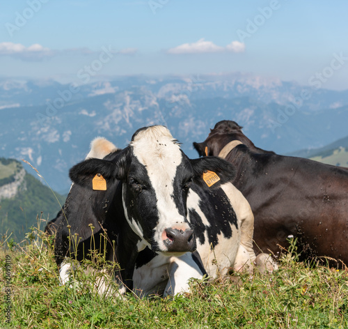 Cattle with view of Dolomites from Monte Baldo photo