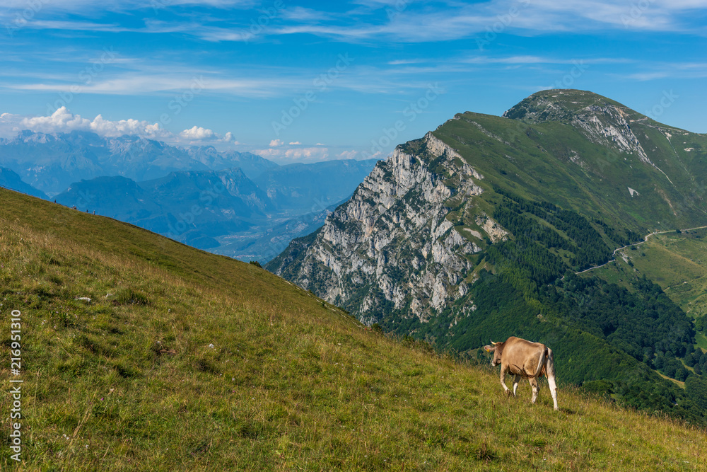 Cattle with view of Dolomites from Monte Baldo