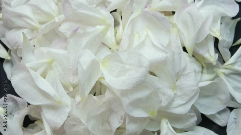 Petals of white dahlia on a black background Petals of white dahlia on a black background