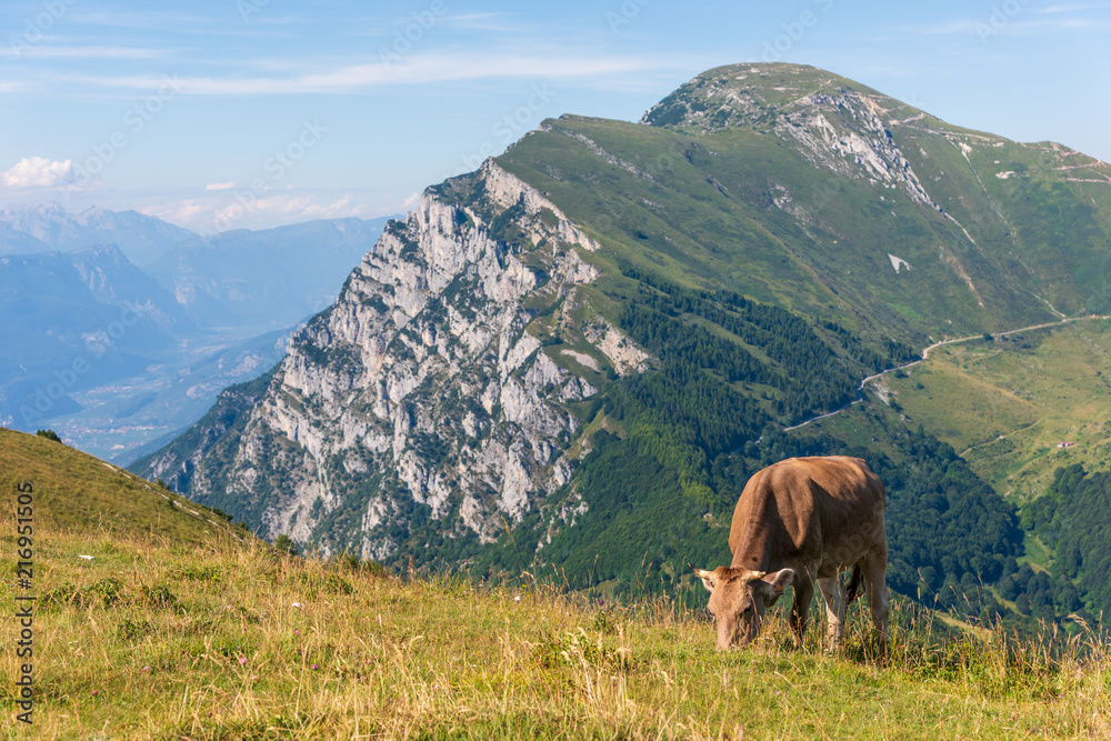 Cattle with view of Dolomites from Monte Baldo