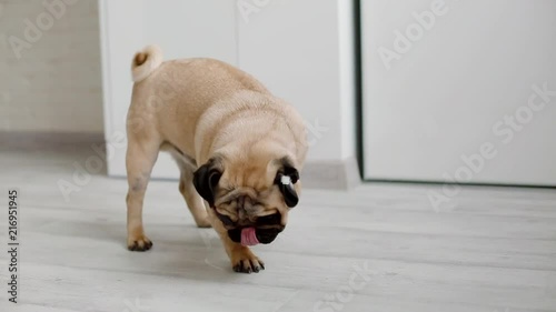 Cute pug sniffing the floor. Small dog indoors.