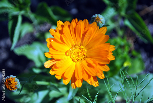 Calendula flower  top view close up detail  soft blurry background