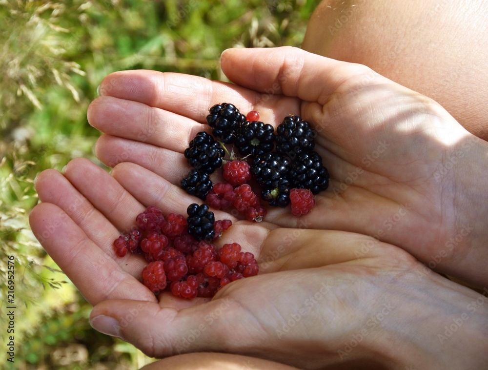 Fruits in hands, rasperries and blackberries Fruits in hands, rasperries and blackberries