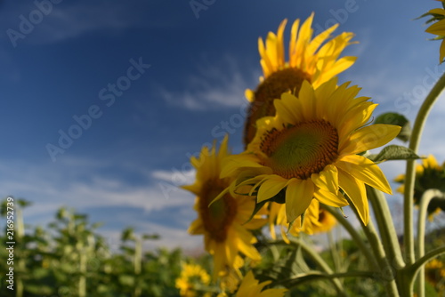 sunflower in italian field