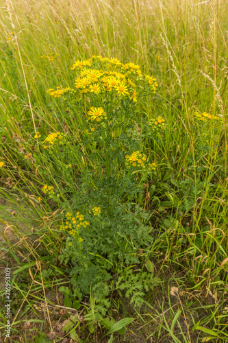 Ragwort, Jacobaea vulgaris, yellow flowering in natural environment consisting of sustainably managed natural areas, roadsides and vulnerable biotopes and is an extremely toxic plant