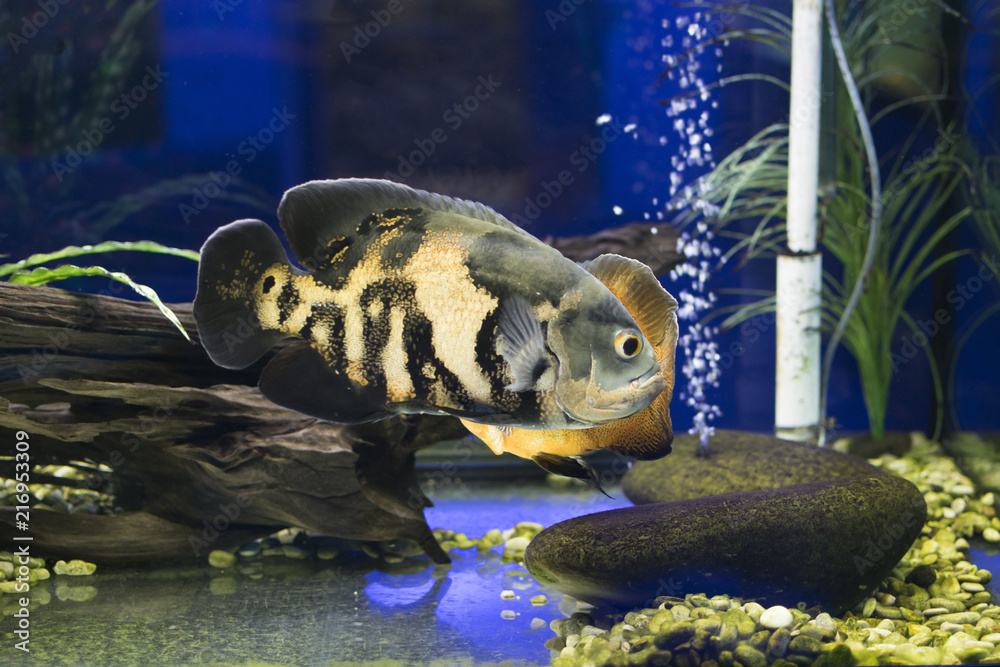 The oscar tiger oscar velvet cichlid and marble cichlid