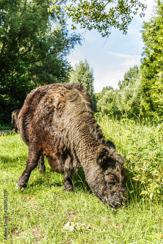 Black polled Galloway cow grazing in nature park Heempark Alphen aan den Rijn. photo