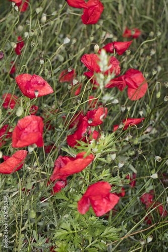 Fototapeta Naklejka Na Ścianę i Meble -  field poppies, beautiful flowers