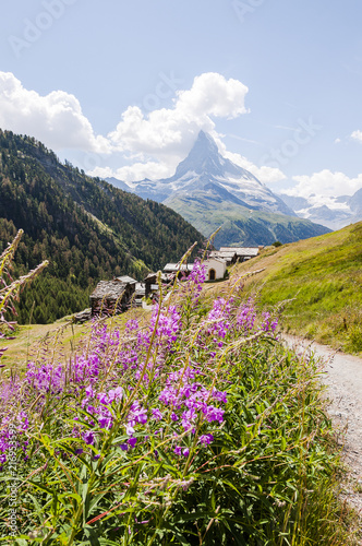Zermatt, Findeln, Weiler, Wanderweg, Matterhorn, Alpen, Wallis, Walliser Berge, Bergkapelle, Sunnegga, Bergwiese, Alpenblume, Sommer, Schweiz