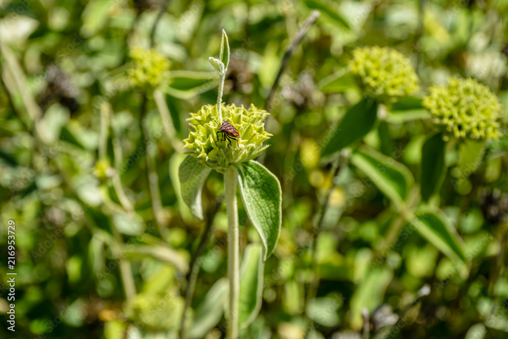 blooming plant known as jerusalem sage, phlomis fruticosa blooming plant known as jerusalem sage, phlomis fruticosa