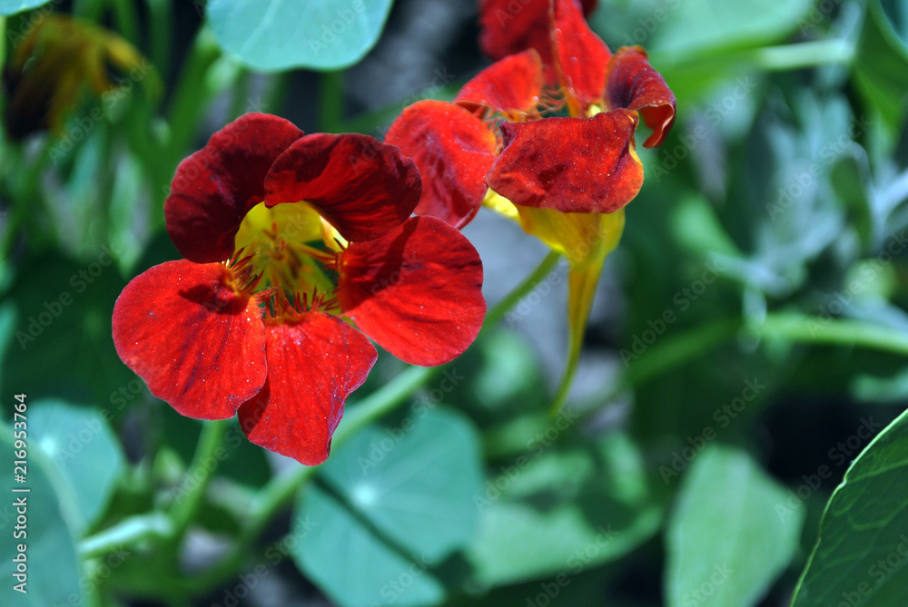 Tropaeolum majus (garden nasturtium, Indian cress, monks cress) blooming red bright flowers close up detail, soft blurry background