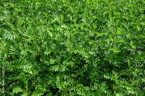 green leaves full frame of rain fern, chysanthemum vulgare photo