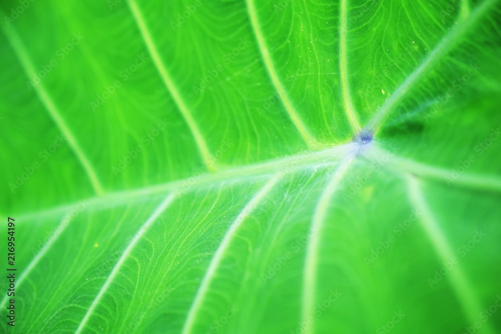 close up on green leaf texture background close up on green leaf texture background