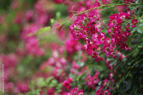 Wallpaper Mural Beautiful korean wild flowers Torontodigital.ca