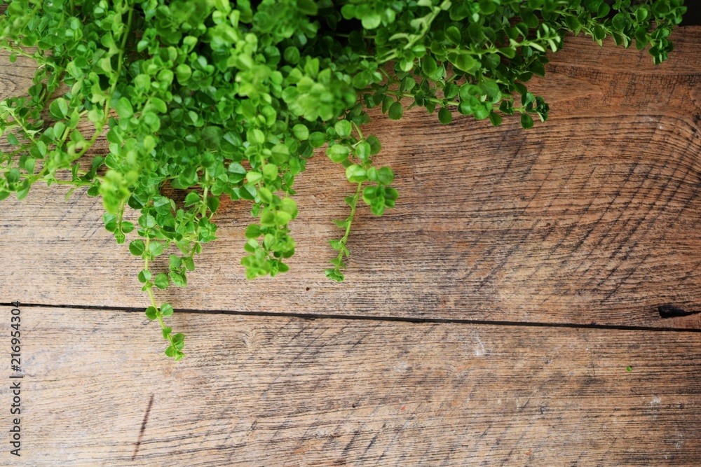 wooden texture and green leaves ivy with space copy background wooden texture and green leaves ivy with space copy background