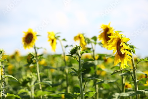 fresh green fields. beautiful sunshine field. outdoors