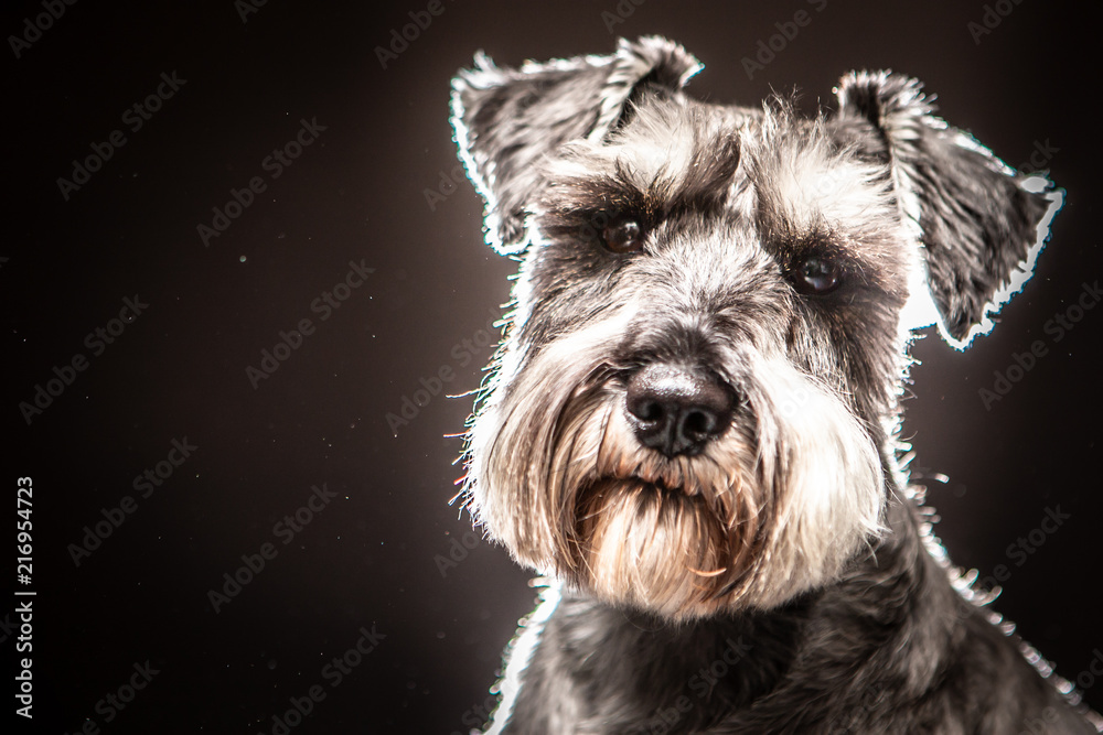 A dog sits on a black background. Terrier. Black and white terrier.