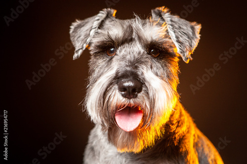 The dog stuck out his tongue. The dog is sitting. Terrier.