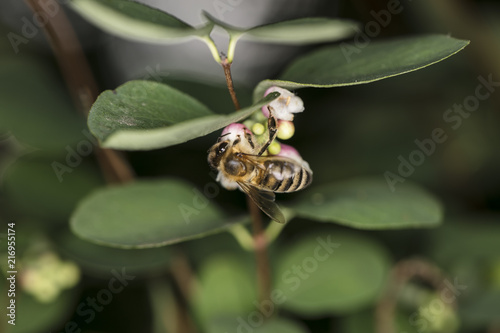 Wallpaper Mural  bee collects nectar from the flower, close up Torontodigital.ca