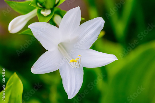 White flower of the hosta closeup on a green background_