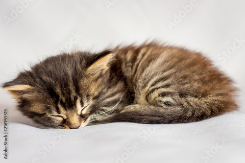 A little striped kitten is tired and sleeping_