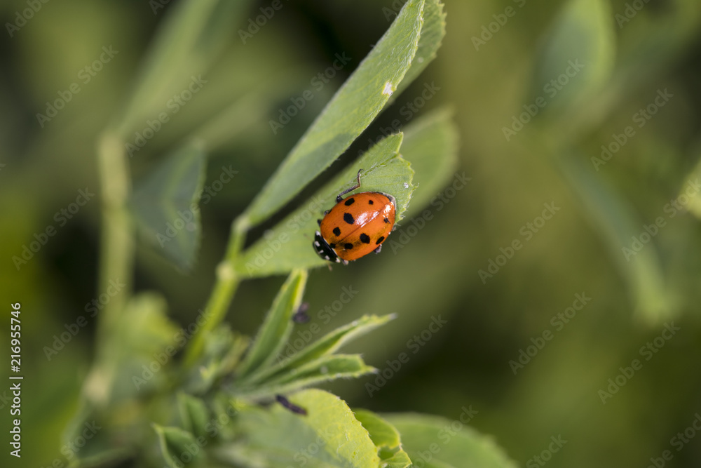 Ladybug on the green grass in nature Ladybug on the green grass in nature