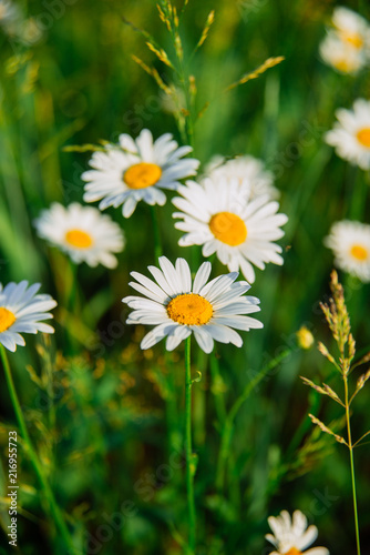 field of daisy flowers