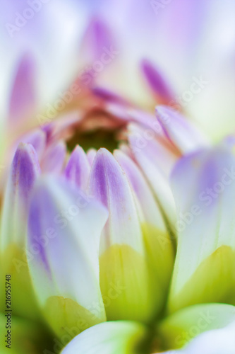 Close-up fo chrysanthemum, golden-daisy