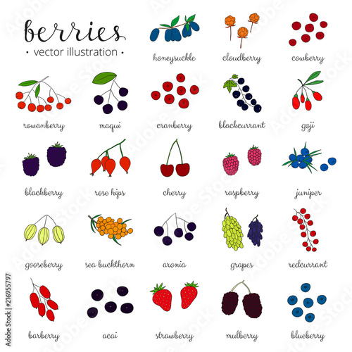 Hand drawn berries isolated on white background.