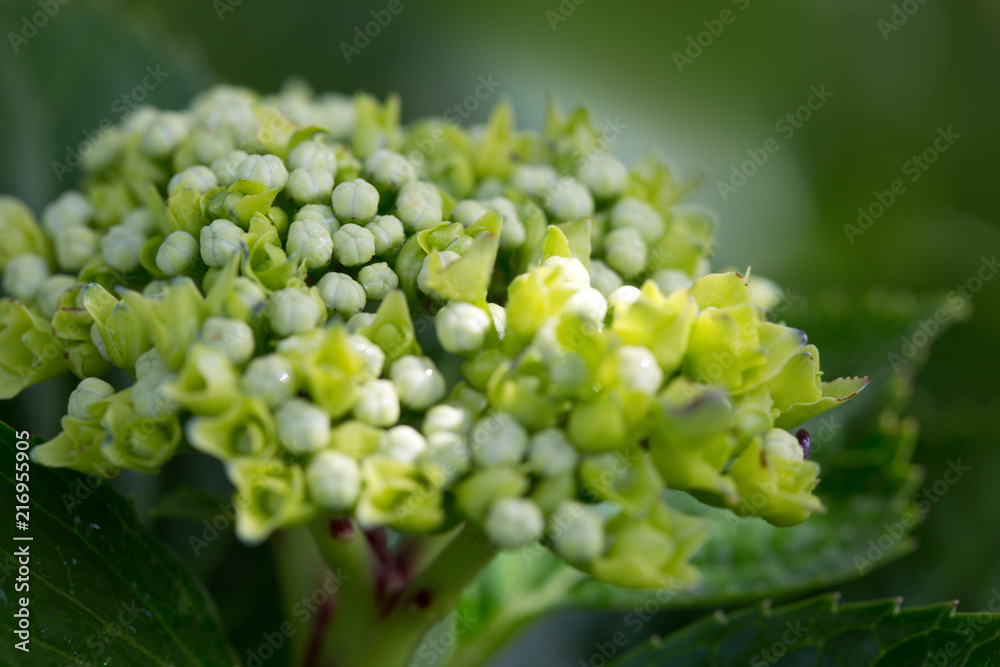 White Hydrangea isolated on green background . Macro photo. White Hydrangea isolated on green background . Macro photo.