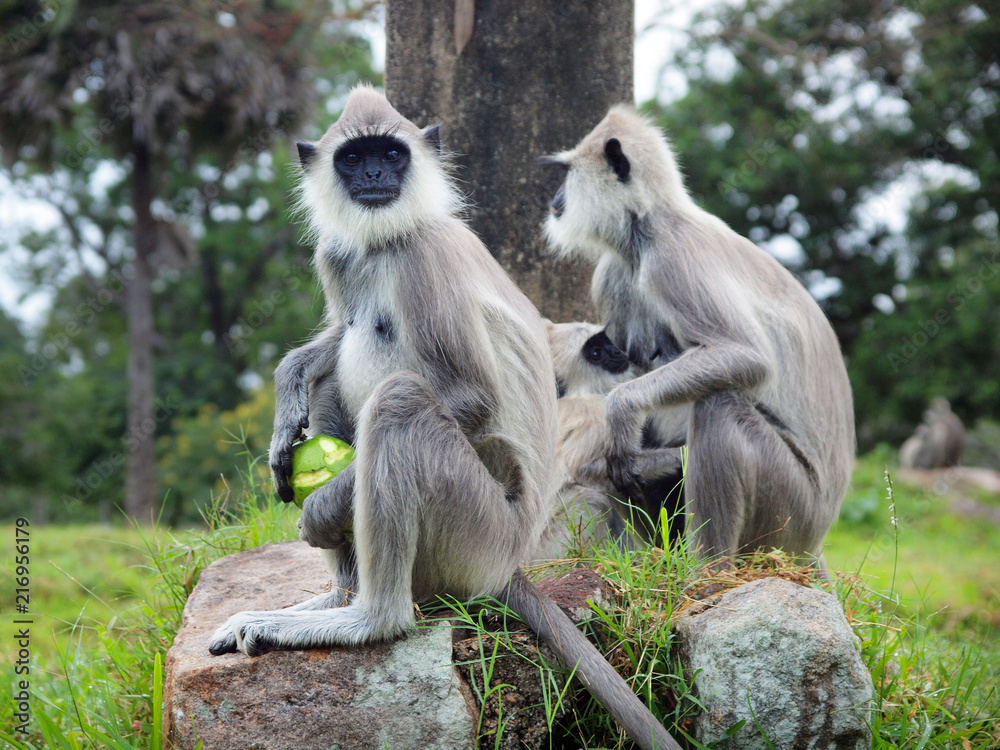 Grey langurs monkeys siting on stone 