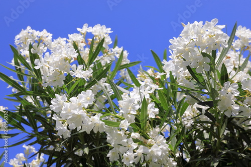 Canvas Print Nerium oleander. Bush with white oleander flowers close-up