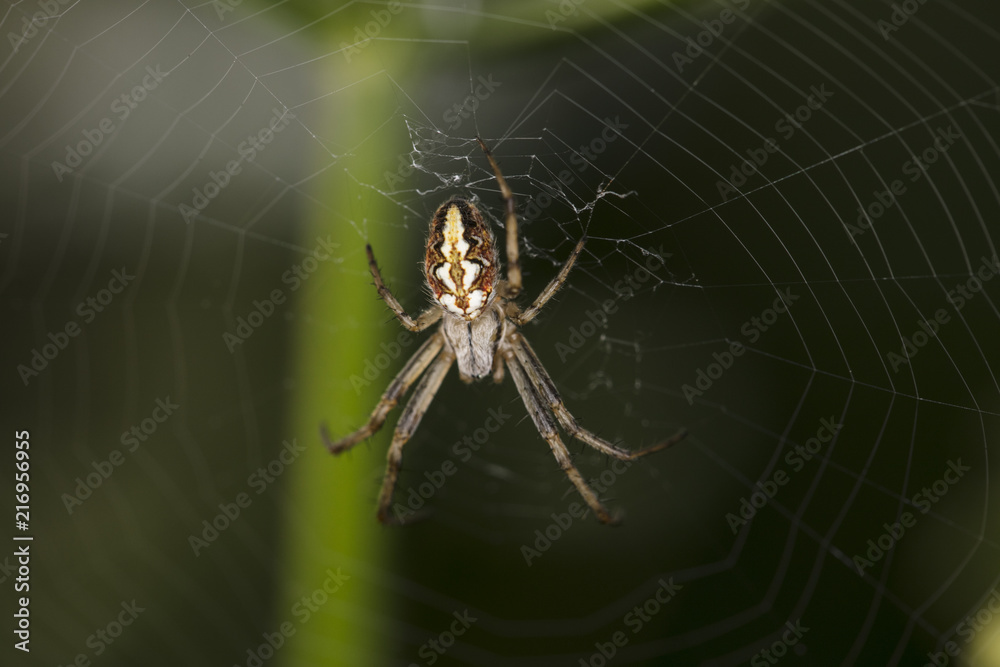cross spider on his web, close up cross spider on his web, close up