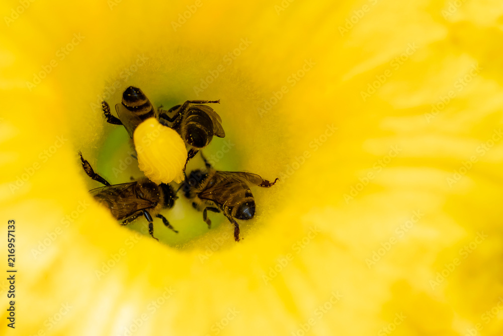 Flower of zucchini with bees. Pollination of flowers. Stock Photo