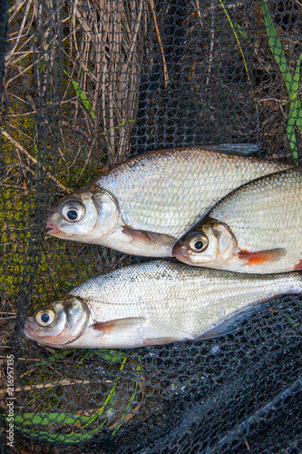 Several freshwater fish: white bream or silver fish, white-eye bream and zope or the blue bream on black fishing net.. photo