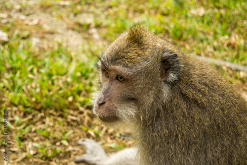 Macaque Portrait © Maria