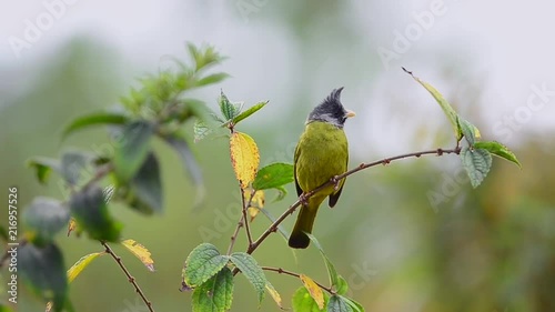 Bird in yellow color and grey crested,front view. Crested finchbill bird perching and swaying on branch in highland forest of thailand with natural blurred background ,hd video. photo