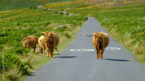 Highland Cattle on Dartmoor roam free and wide, Devon, UK photo