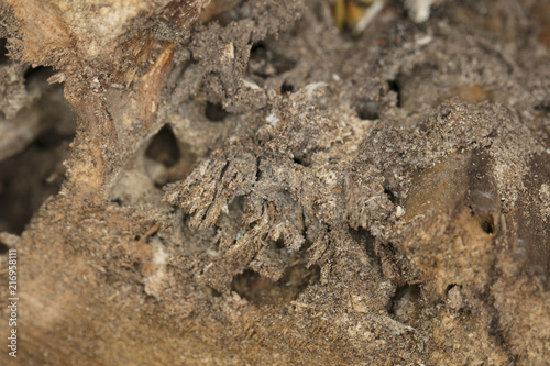 tree trunk eaten by a woodworm