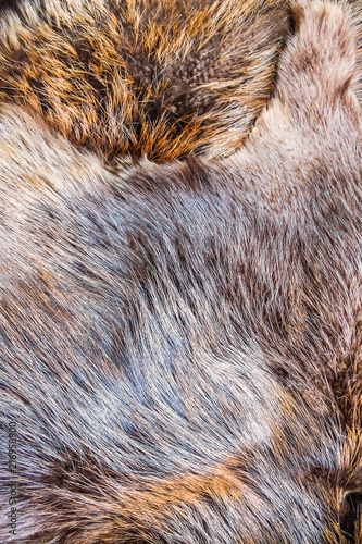 Wallpaper Mural Brown fur of a wild forest animal. Beaver Fur Torontodigital.ca