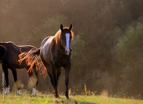 Fototapeta Naklejka Na Ścianę i Meble -  Abend bei den Pferden. Schönes Jungpferd geht in der Abendsonne über die Weide