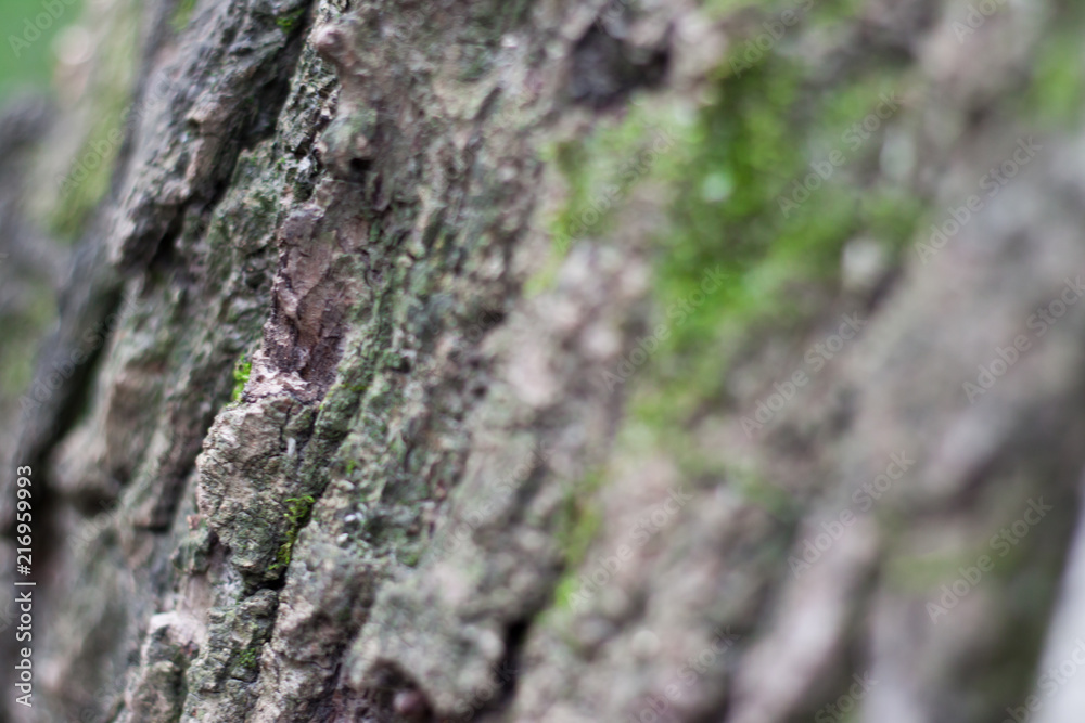 cracked rough green tree bark background cracked rough green tree bark background